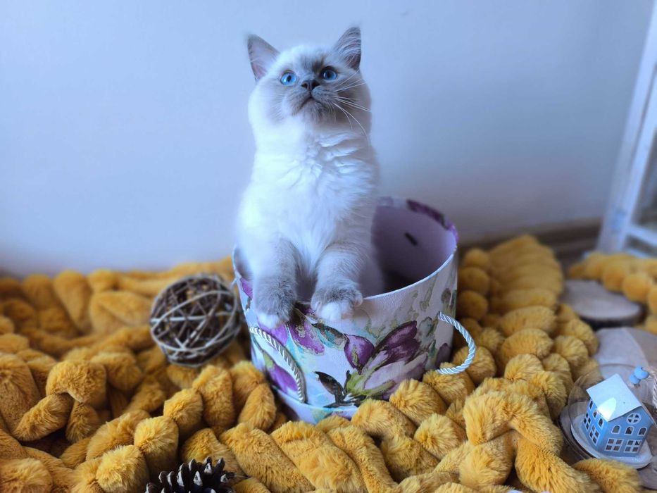 Kotka/Kocurek/Ragdoll/FPL/FiFe/Gotowa do odbioru