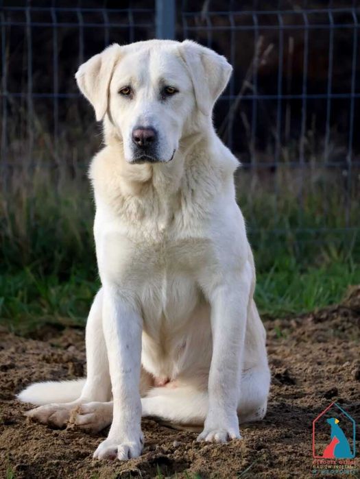 Sunia Junga szuka domu!