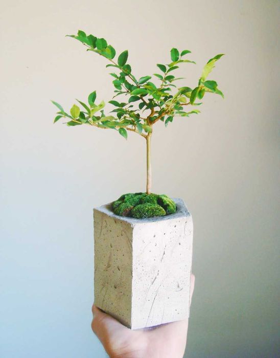 Jaboticaba,Varias especies hibridas, boa pra bonsai, já adaptada