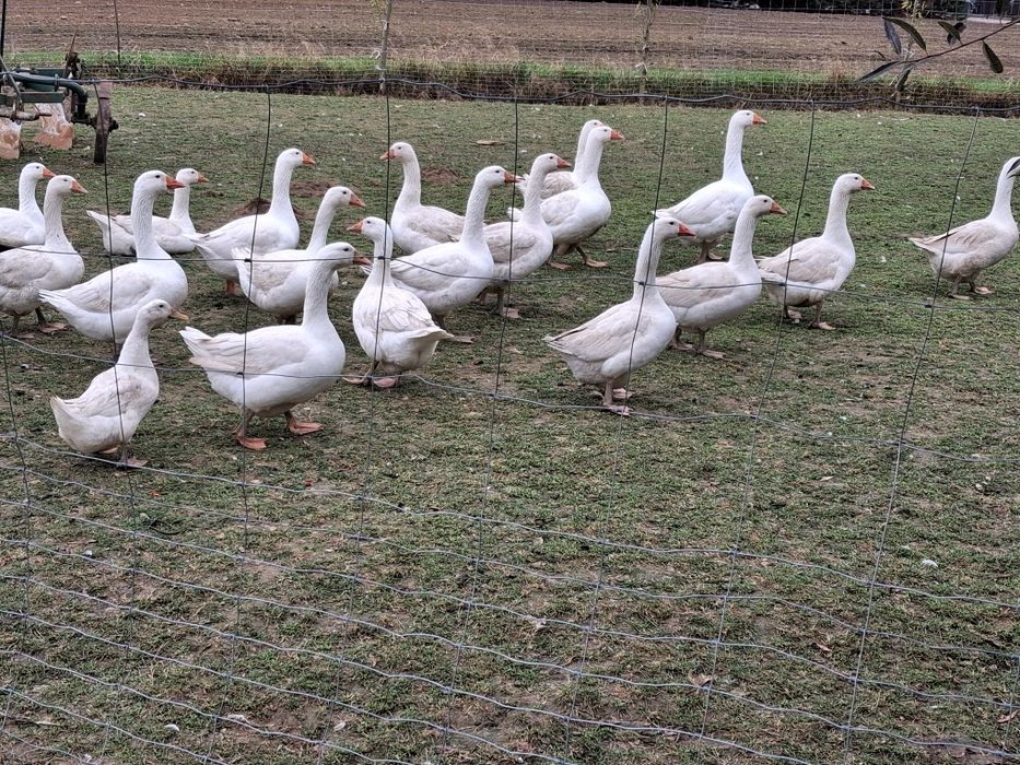 Gęsi kołudzka tuszka i koguty mlode tuszki