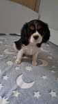 Sprzedam Cavalier king spaniel chlopiec