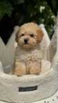 Poodle apricot disponível