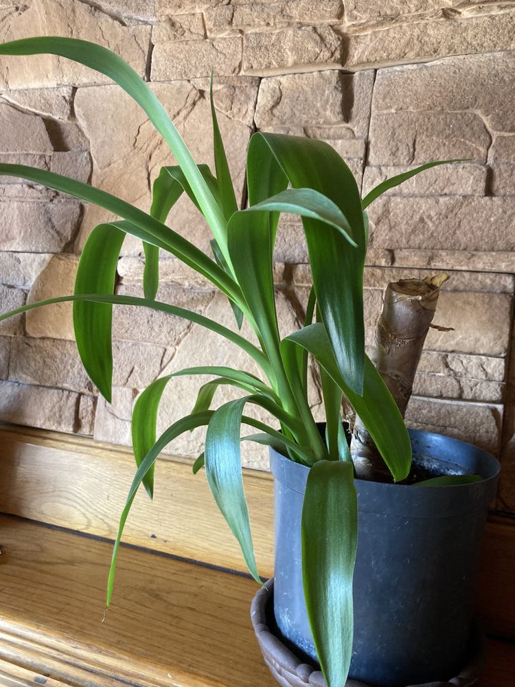 Juka, dracena, rośliny zielone, rośliny doniczkowe
