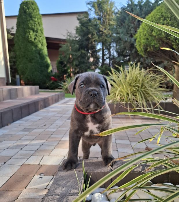 Cane Corso Italiano