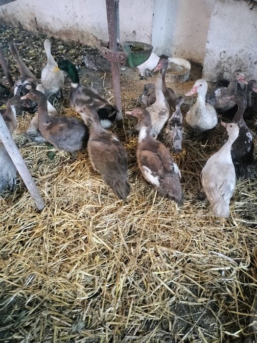 Kaczki staropolskie dworka kajuga mix