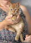 Cudny 2,5 miesięczny Płomyk do adopcji