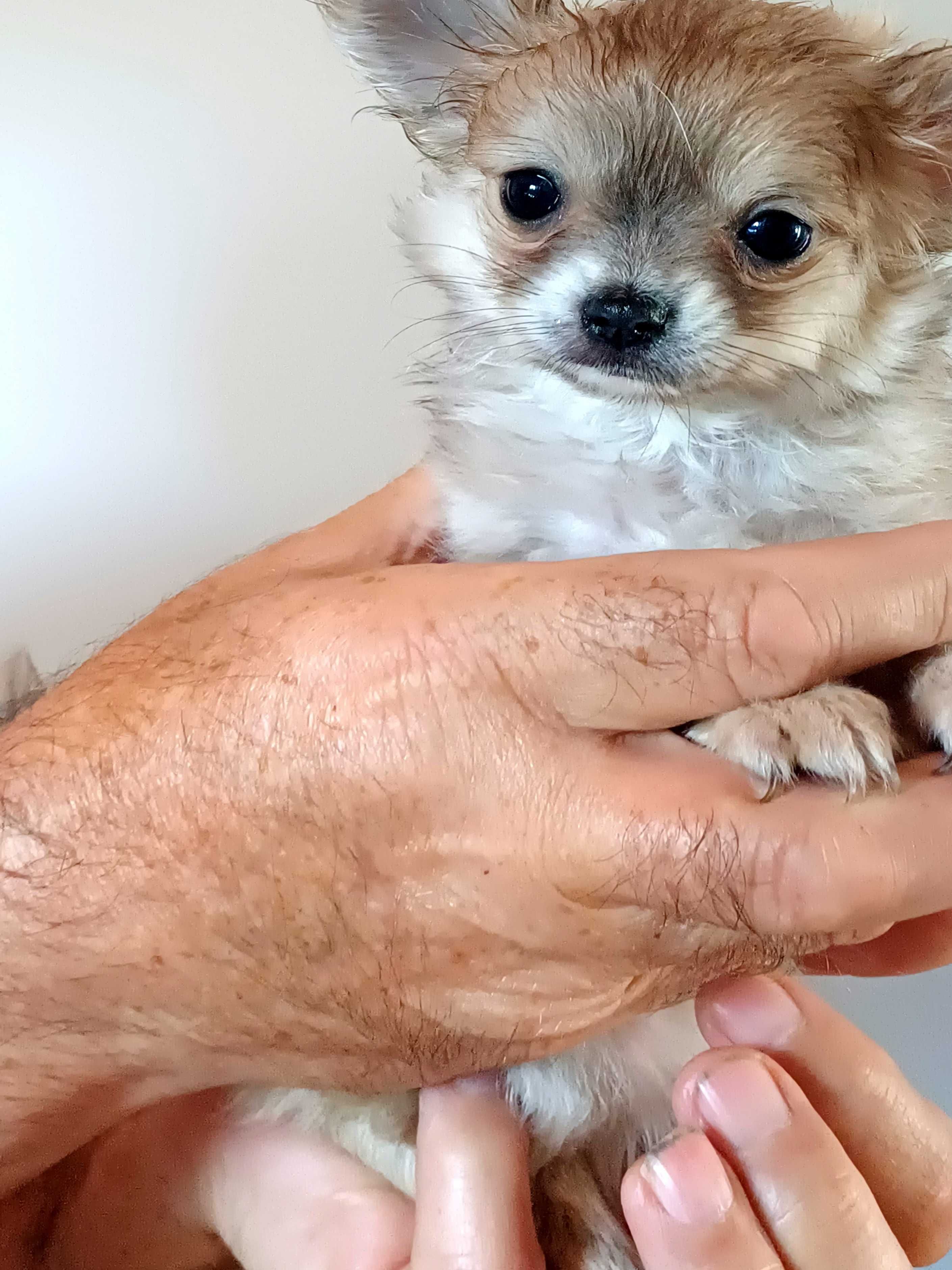 Chihuahua Beżowa Dziewczynka