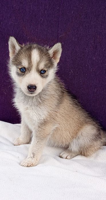 Девченка хаски в продаже