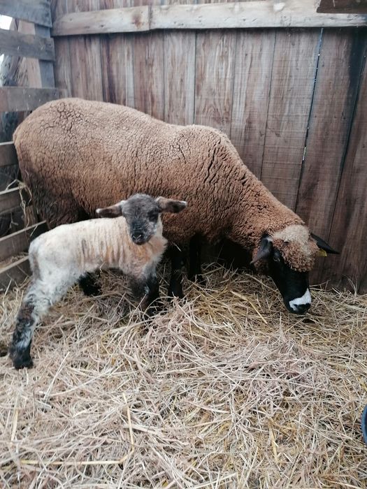 Ovelha Ile de France