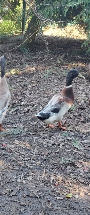 Młody kaczor z maja 2025