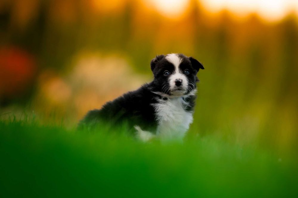 szczeniak Border Collie piesek - badania genetyczne