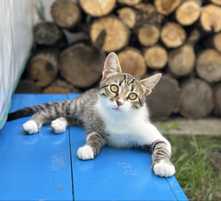 Кошеня, кіт шукає родину