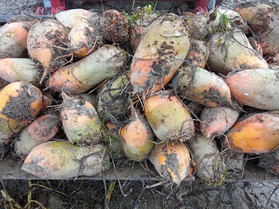 Buraki pastewne  Strzelce Opolskie Kędzierzyn-Koźle