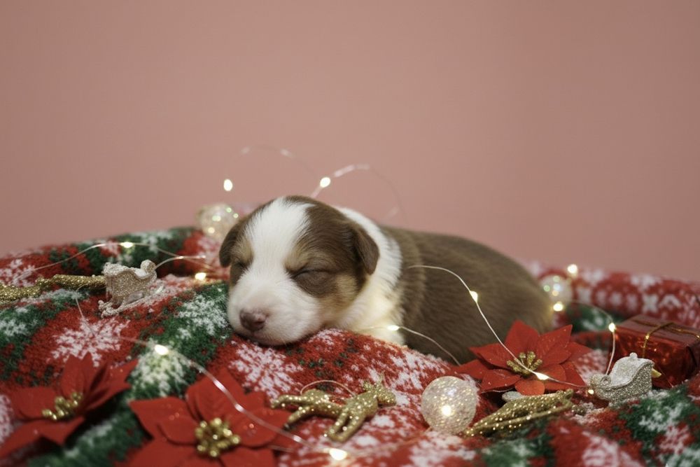 Border collie szczeniak chłopiec hodowla FCI do rezerwacji