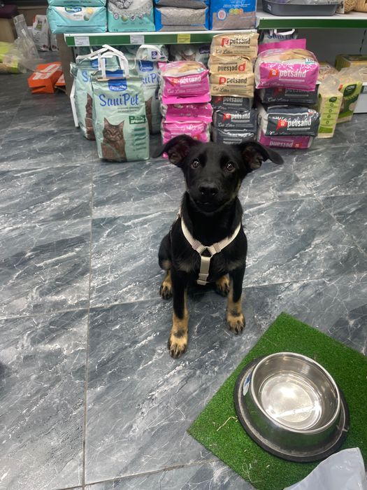 Шукаю сімʼю для чарівних щенят