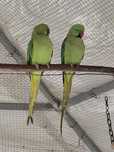 Cedência de aves bico curvo