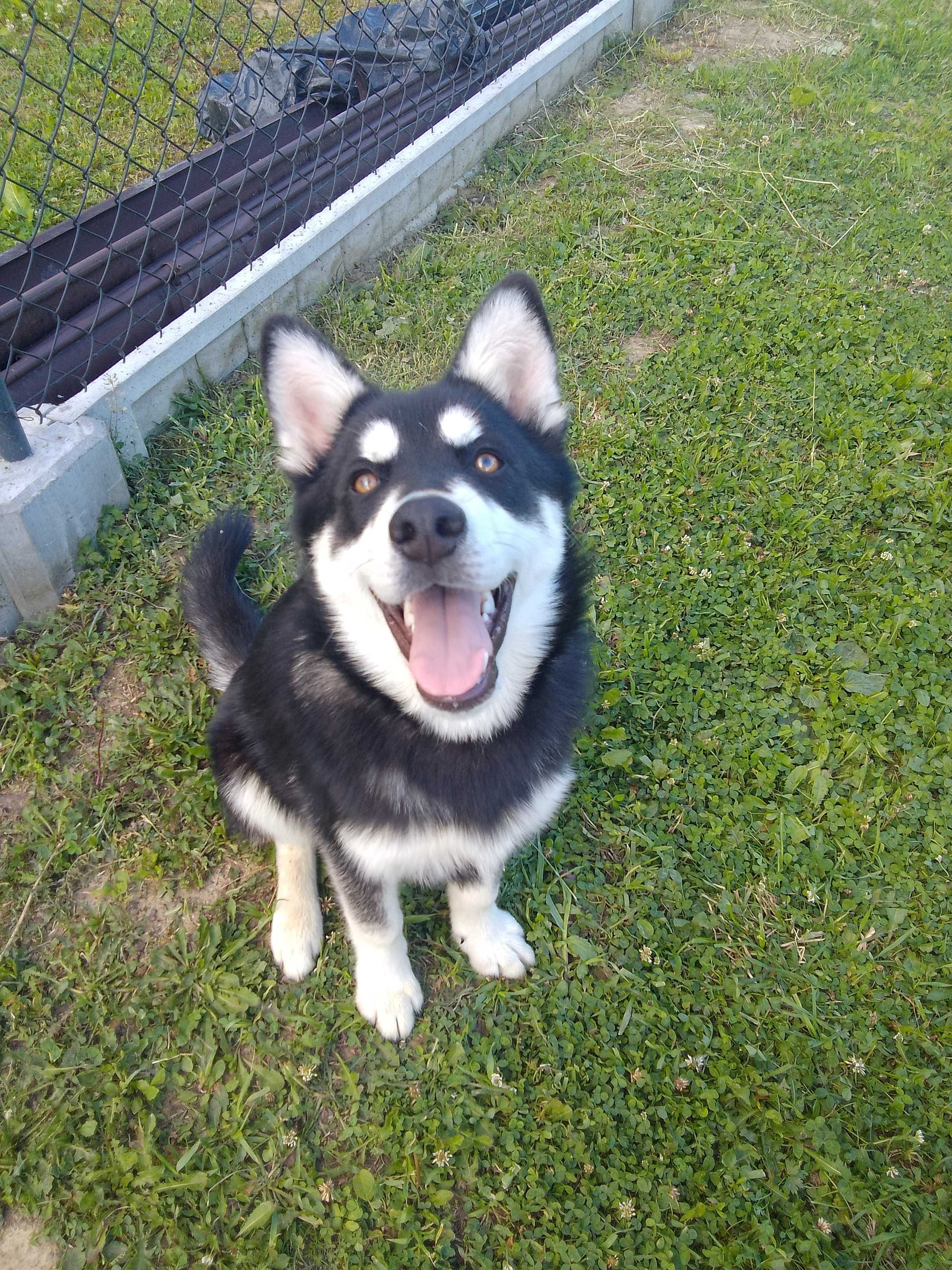 Oddam szczeniaka husky