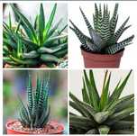 сукуленти, хавортія, Haworthia