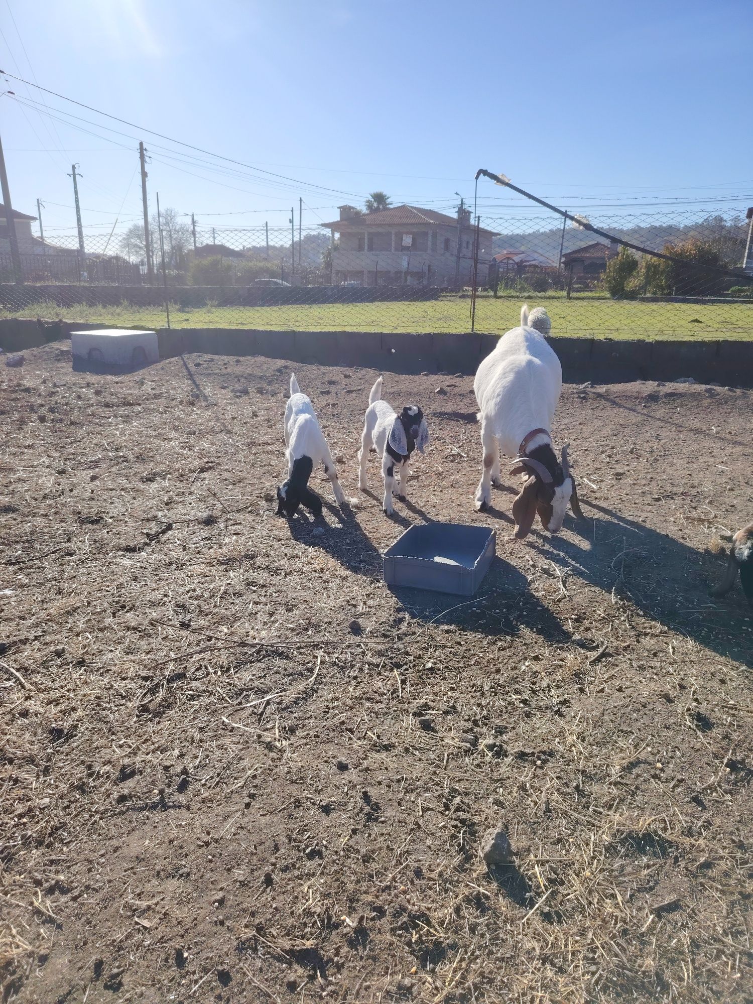 Cabras anglonobianas
