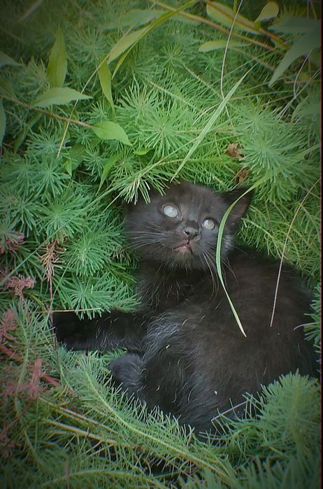 Бесплатно в хорошие руки