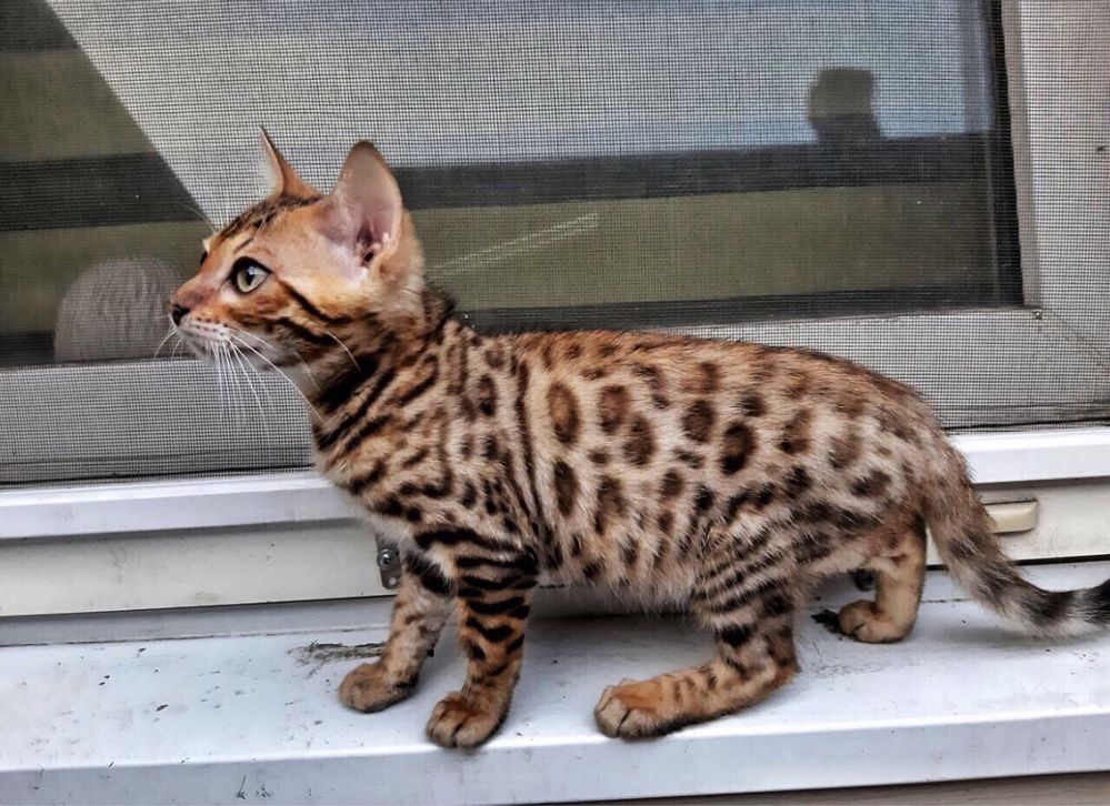 Бенгальские котята