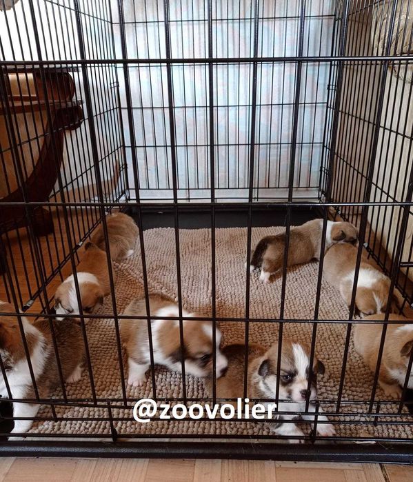 Клетка клітка вольер переноска домик место для собак кошек птиц. Киев