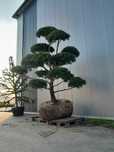 Bonsai-Niwaki Sosna Watereri XXL.  Szmaragd klon Katalpa jodła cis .