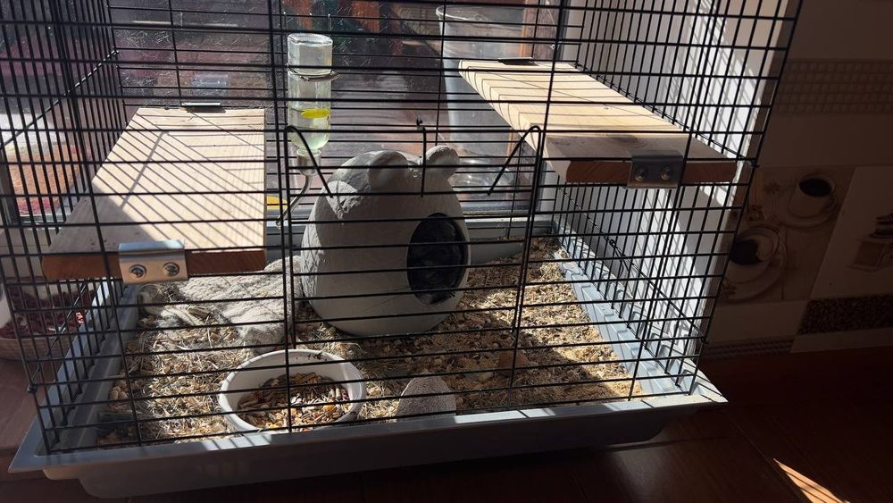 Продам набір для утримання шиншили або іншого гризуна