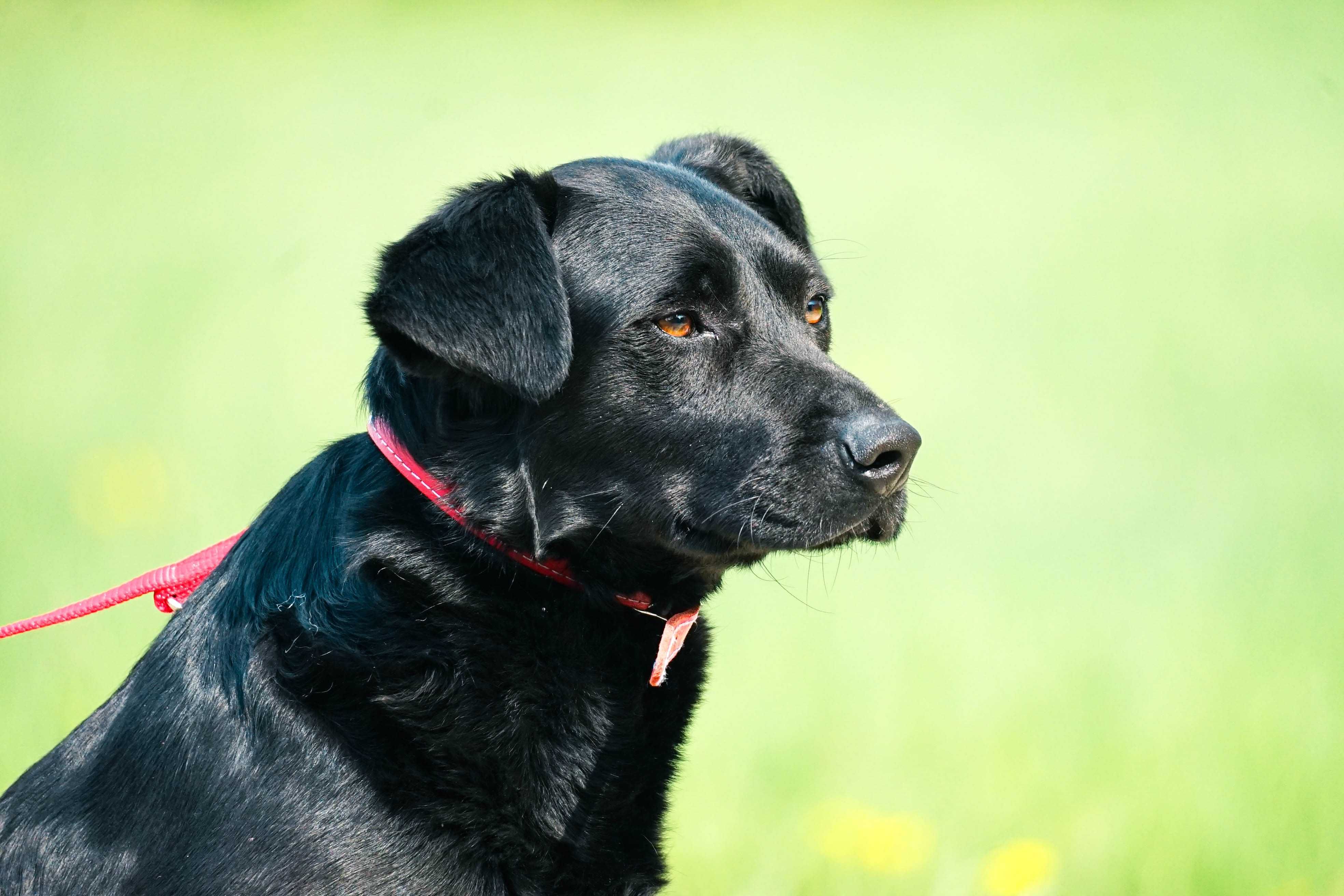 Litwin - młody psiak w typie labradora
