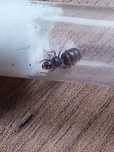 Królowa Lasius Niger z pakietem jaj