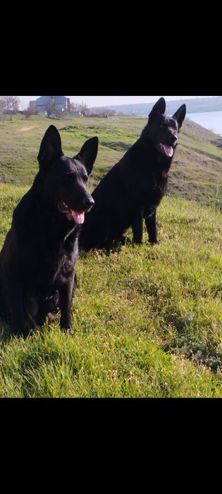 Щенки чёрной немецкой овчарки