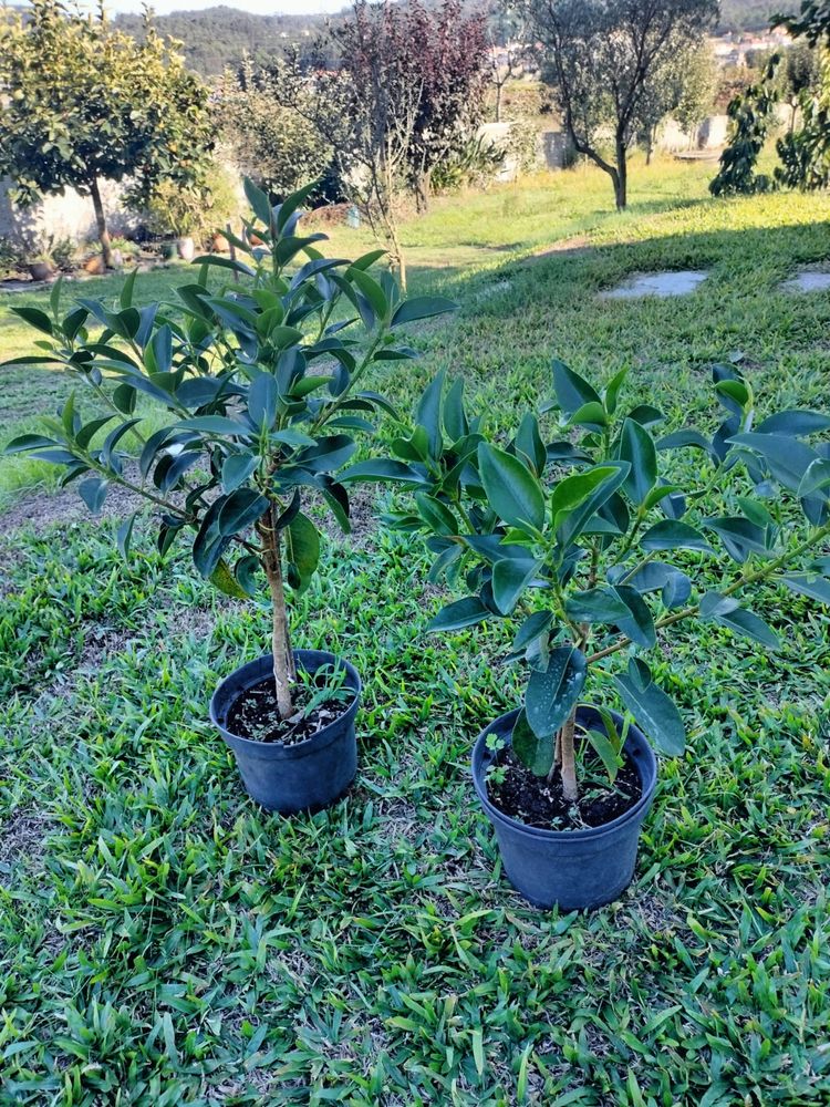 Jaqueira em vaso – árvore frutífera exótica