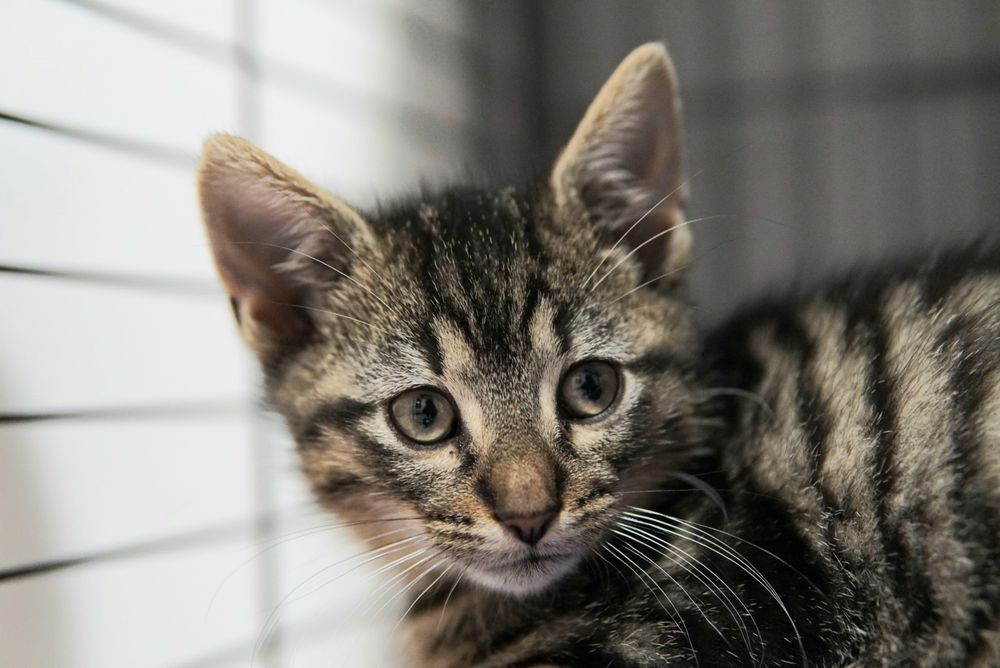 Cudowne kotki do pokochania, kot, kotek, kociak