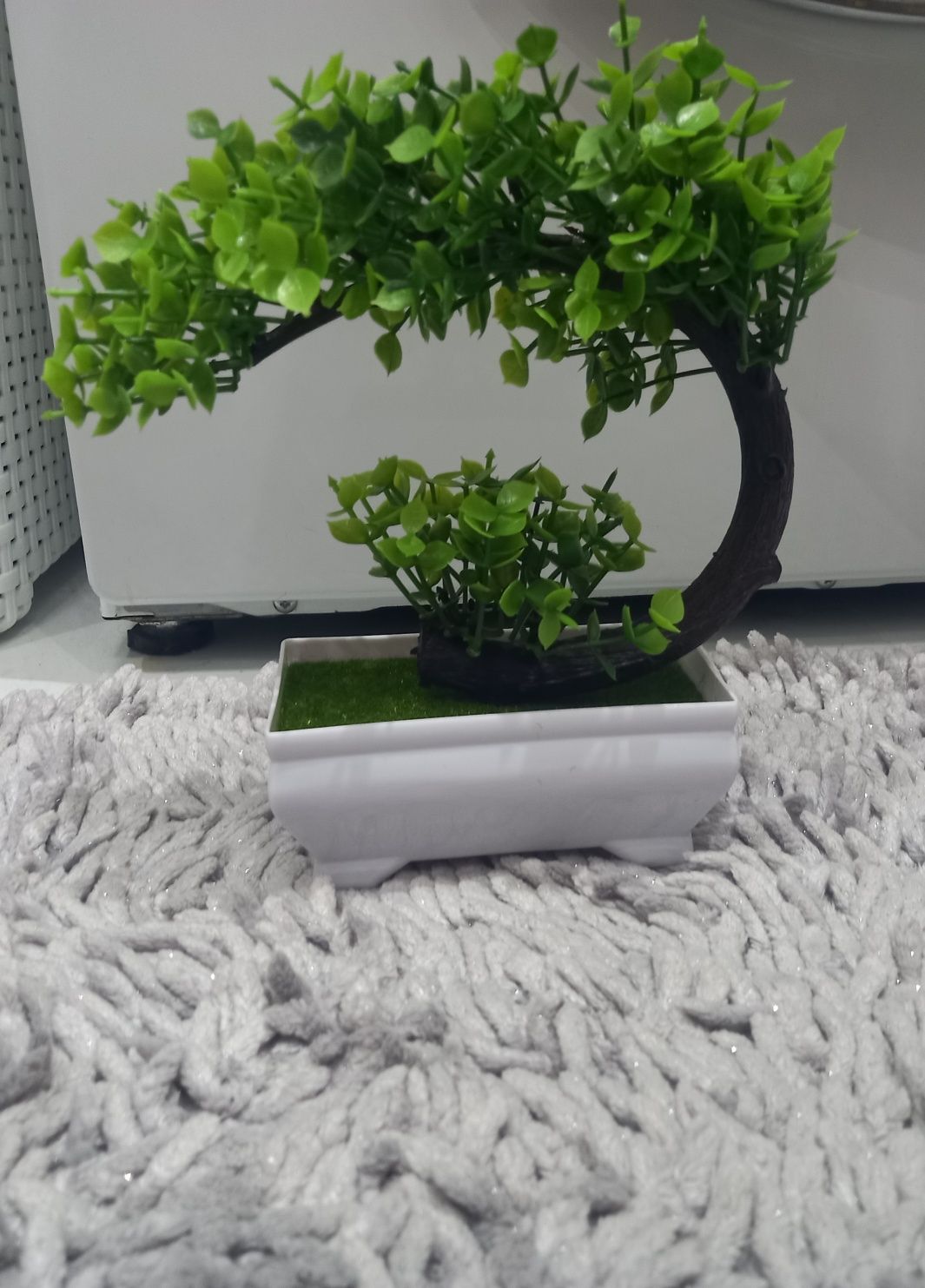 Drzewko Bonsai w dobrej cenie