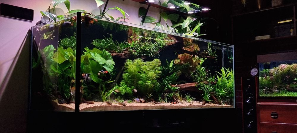 Philodendron sp New Guinea