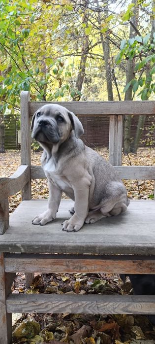Szczenię Cane Corso szczeniak pies
