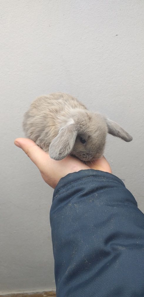 Kit Coelhinhos anões mini lop belier/orelhudos puros