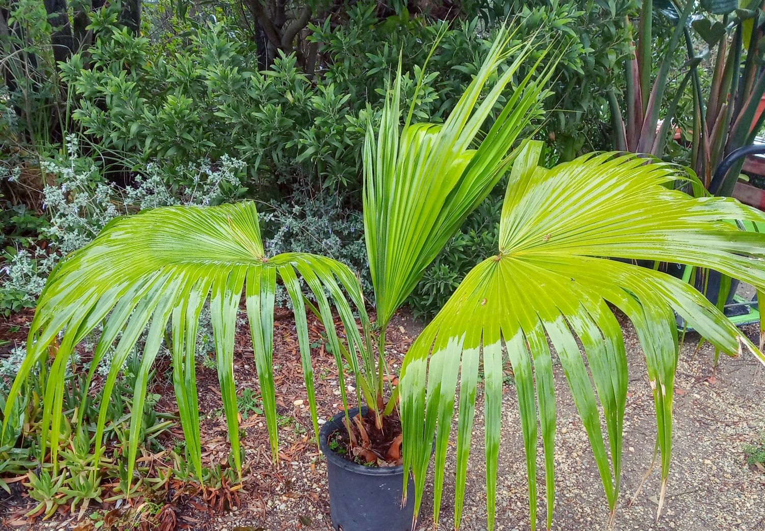 Palmeiras de leque da china, Livistona chinensis