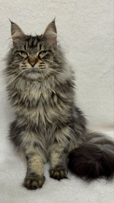 Дівчата в гарну сім»ю