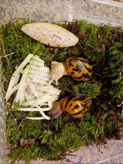 Achatina Achatina Tiger підліток