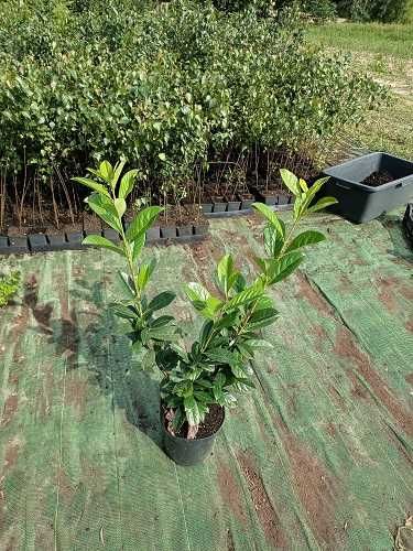 C5 Laurowiśnia rotundifolia 50-90 cm. zimozielona Hurt Detal Żywopłot