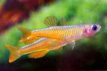 pseudomugil paskai
