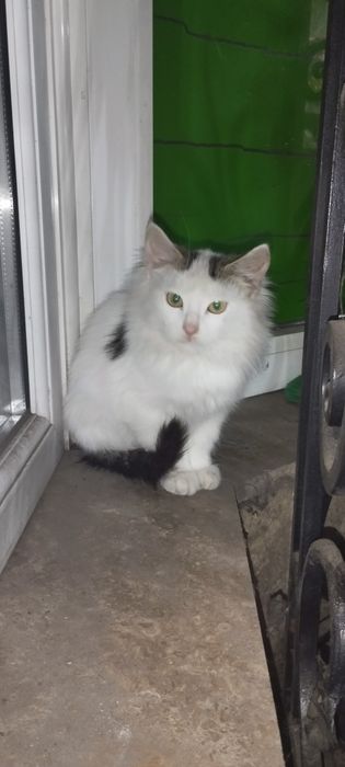 Приблудила кішка до магазину, віддам безкоштовно