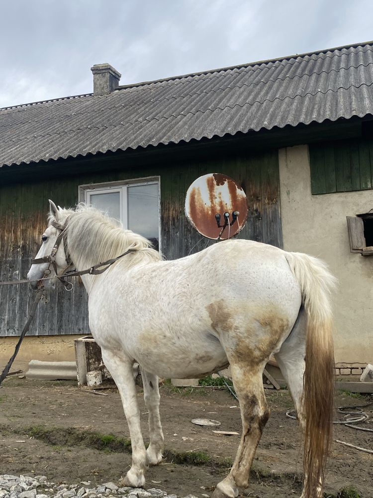 Продається жеребна кобила