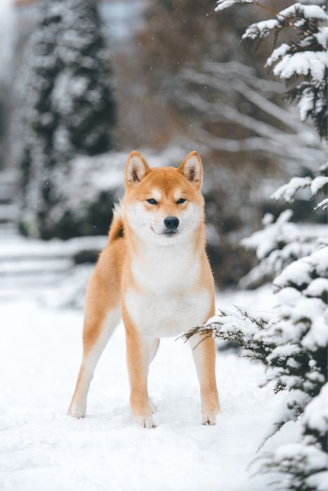 Вʼязка шиба іну. Shiba inu