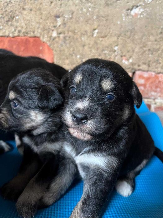 szczeniaki do adopcji