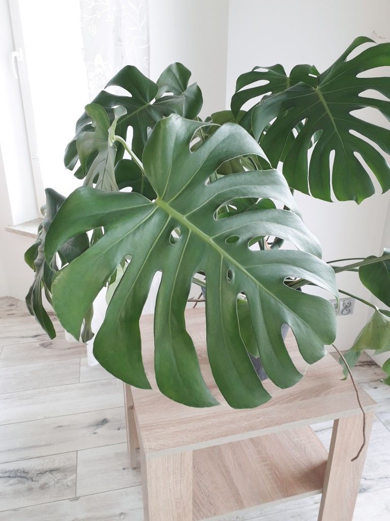 Monstera w doniczce