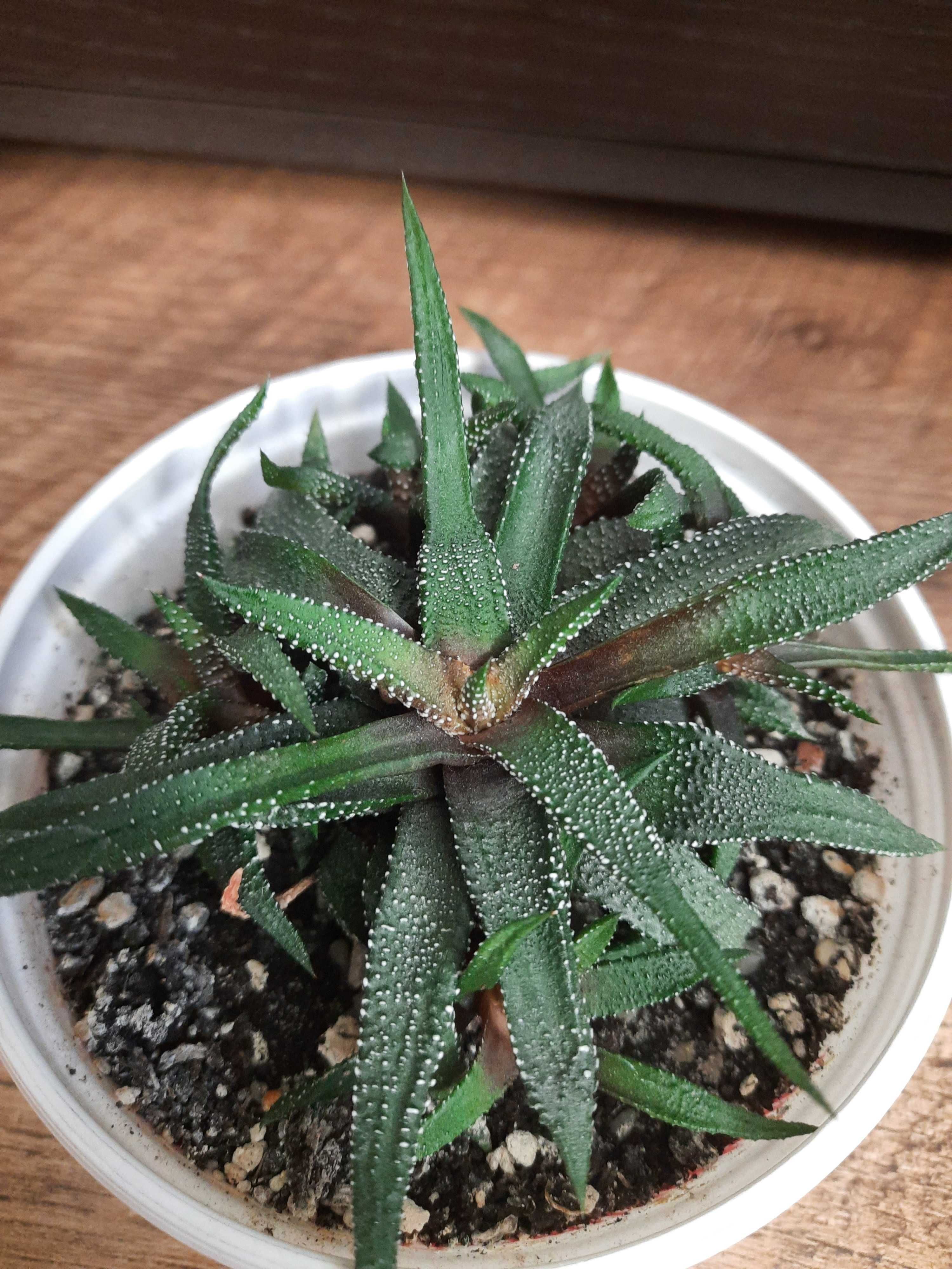 Haworthia margaritifera, Хавортія, суккулент, сукулент, фікус.