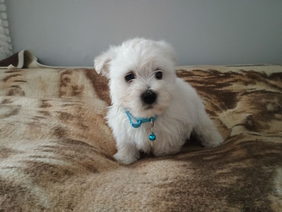 West Highland white terier