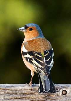 Aves anilhadas 2024/2025 (outras aves)